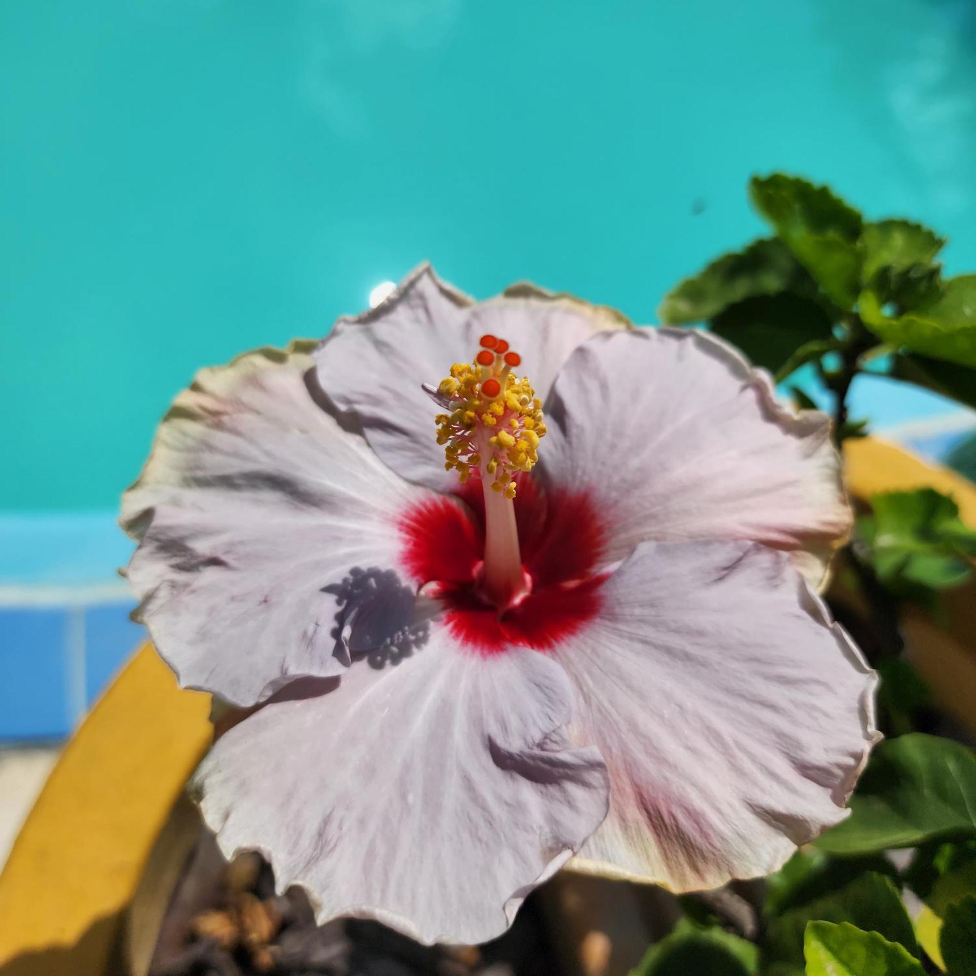 Mandala Dreams Pousada E Portal Holistico Maceió Buitenkant foto